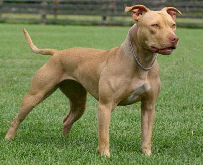 american-pit-bull-terrier-red-Nose-Dog